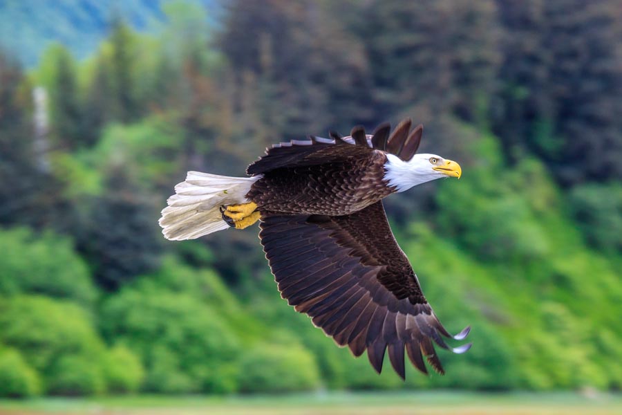 Bald Eagle Viewing in Valdez, Alaska