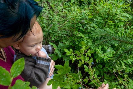 Valdez Nature activities, berry picking