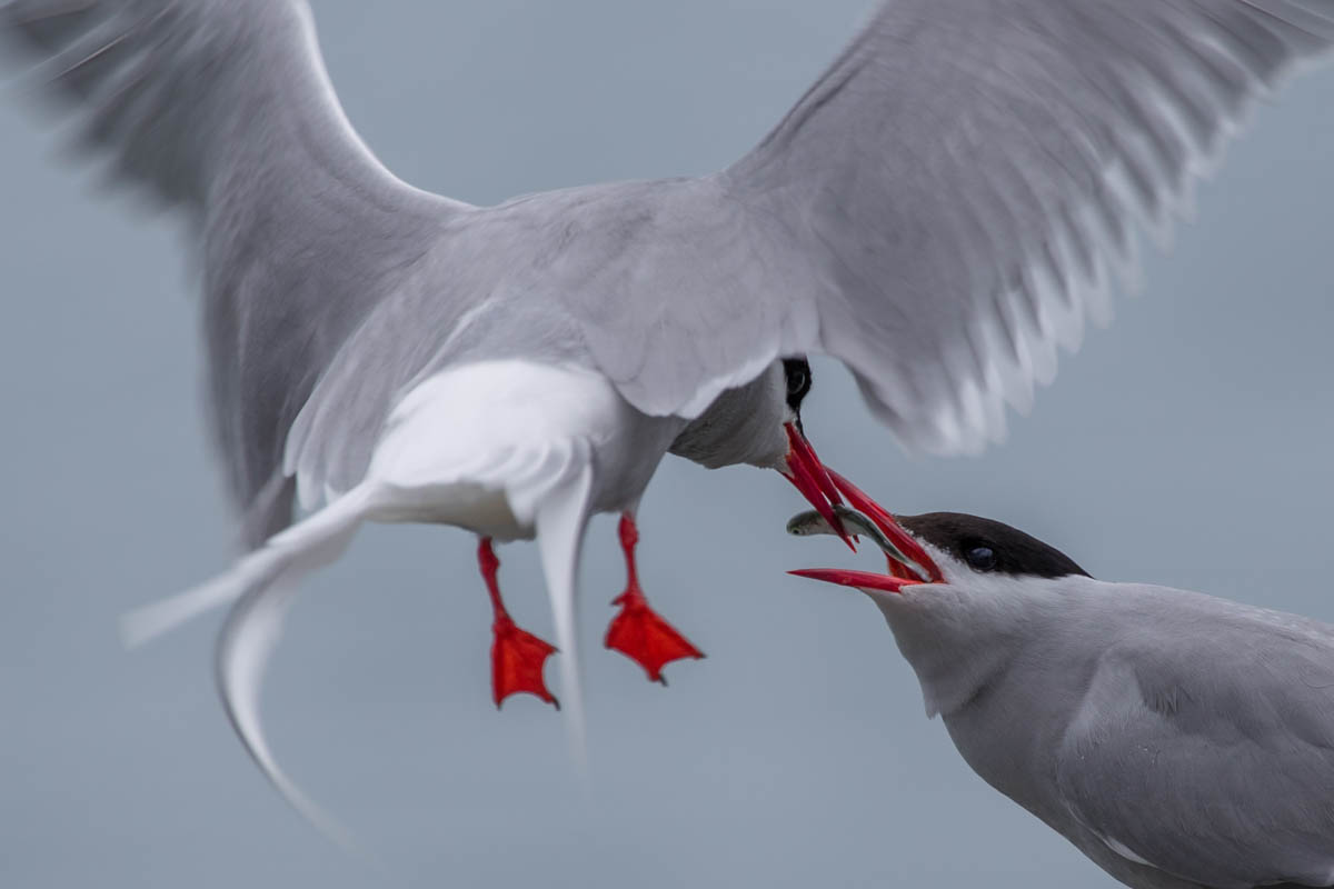 Bird Watching in Valdez, Alaska