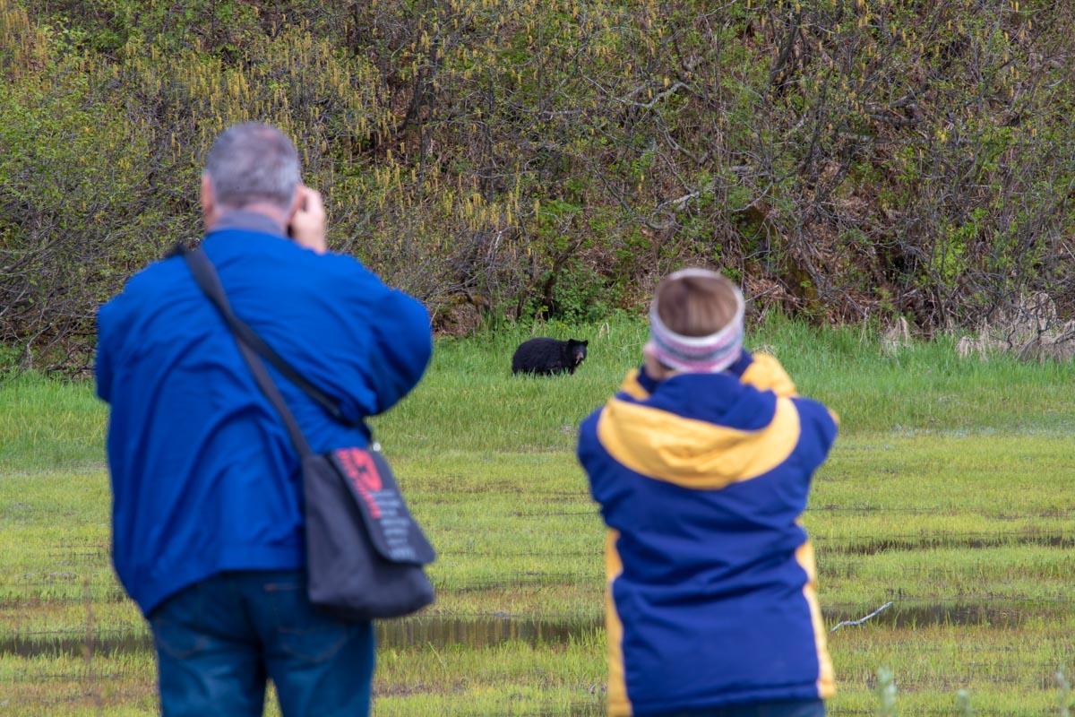 Plants and Animals in Valdez, Alaska