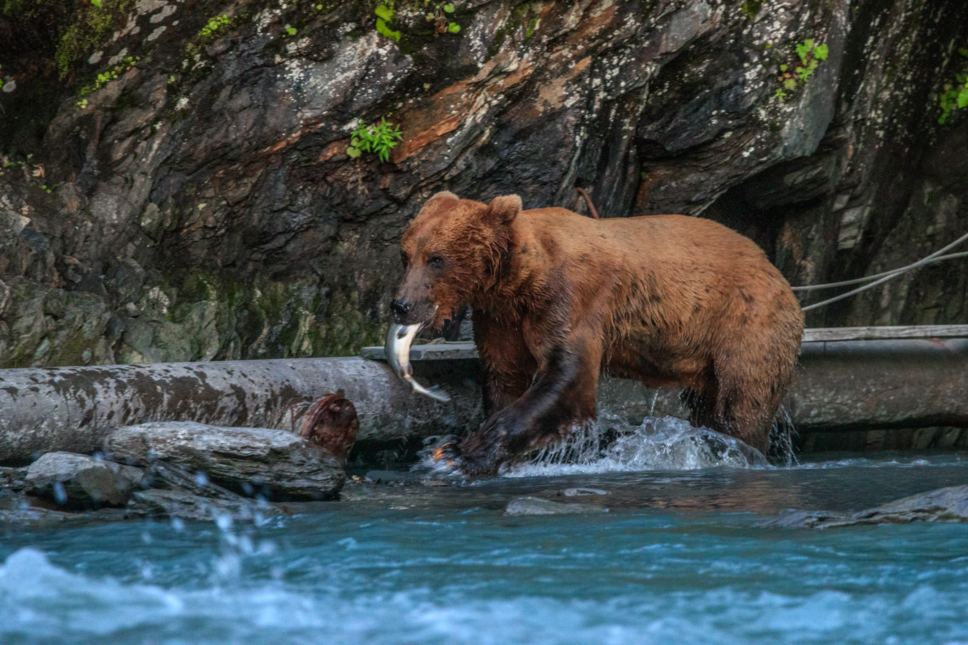 bear watching Valdez