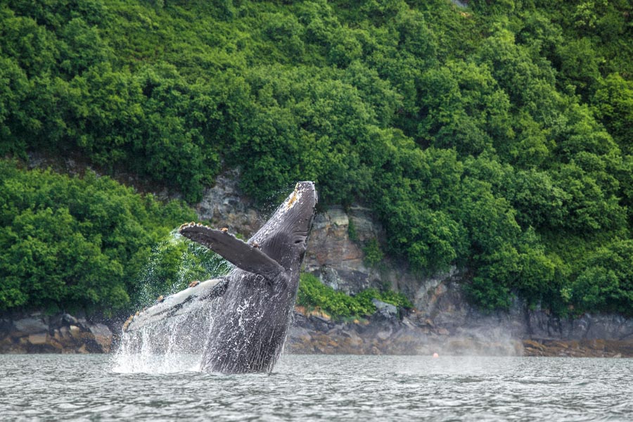 Whale Watching in Valdez, Alaska