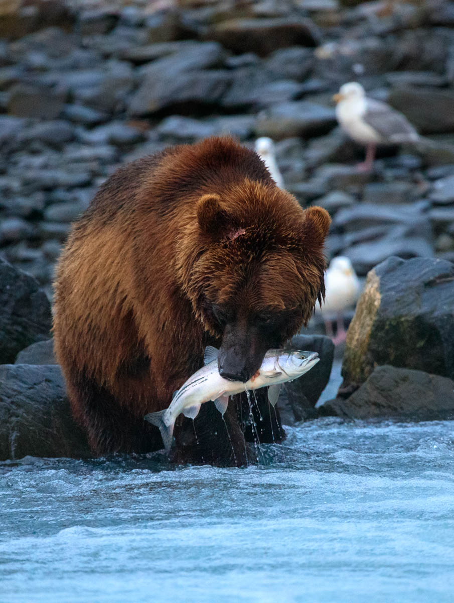 Valdez Wildlife viewing